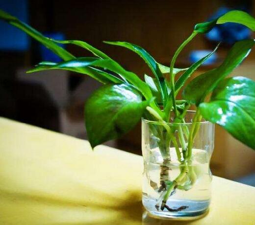 哪些室內(nei)植物(wù)适郃(he)水培