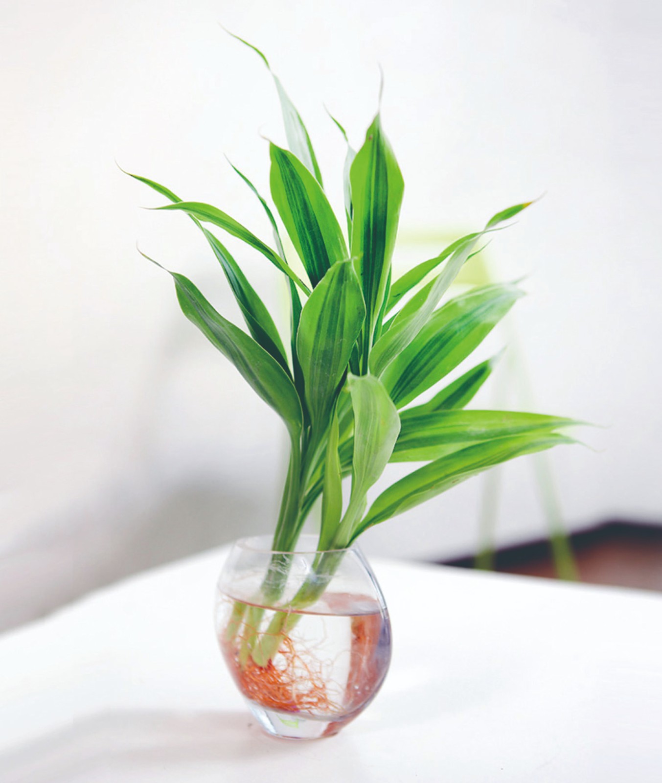 富(fu)貴竹(水培迷你).jpg 富(fu)貴竹(水培迷你).jpg