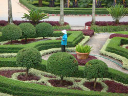 園區(qu)綠化養護