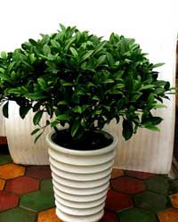植物(wù)租賃非(fei)洲茉莉