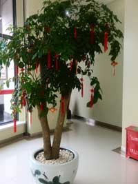 植物(wù)租擺（幸福樹）